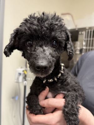 Izzy, Adult Female Poodle