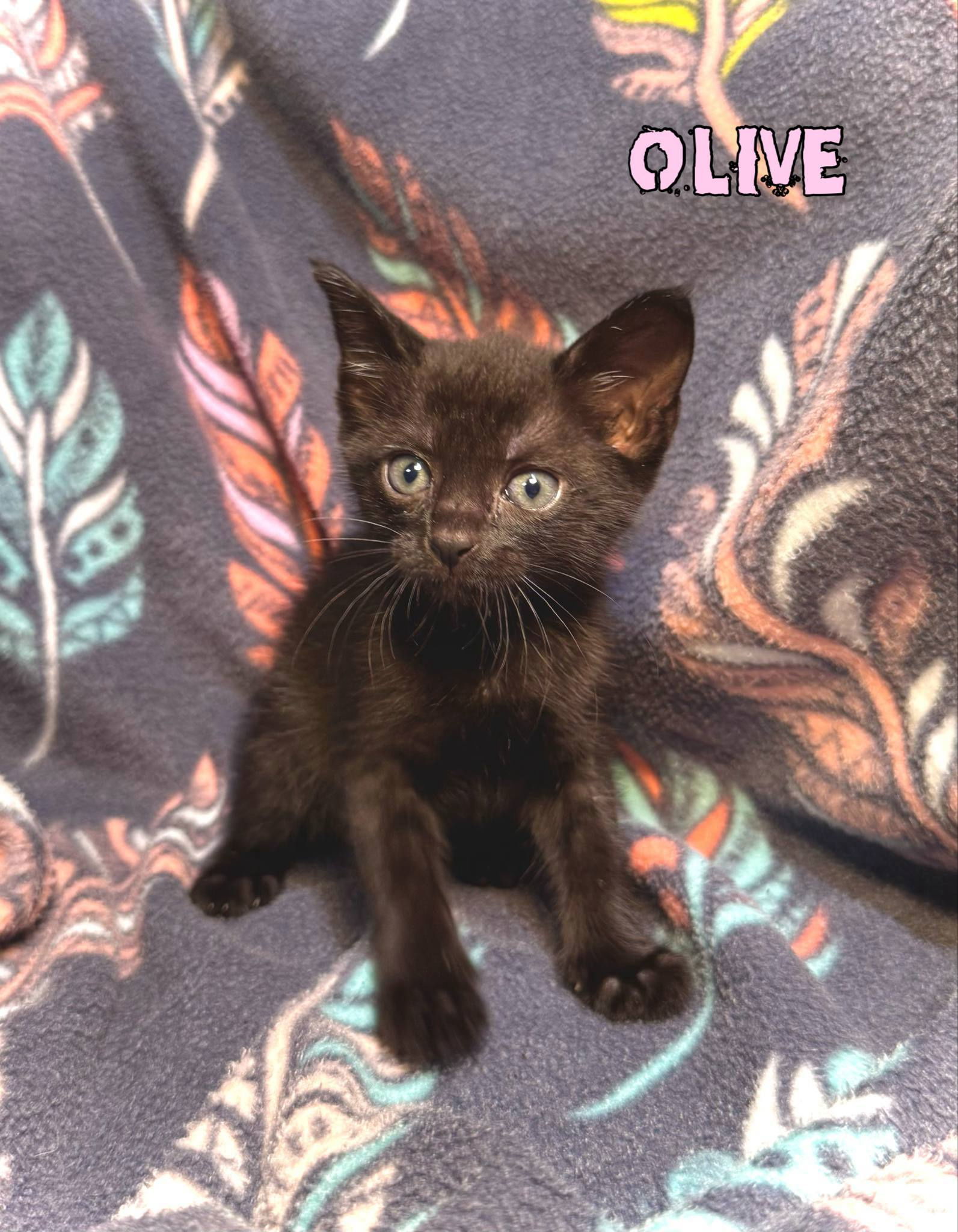 Olive
