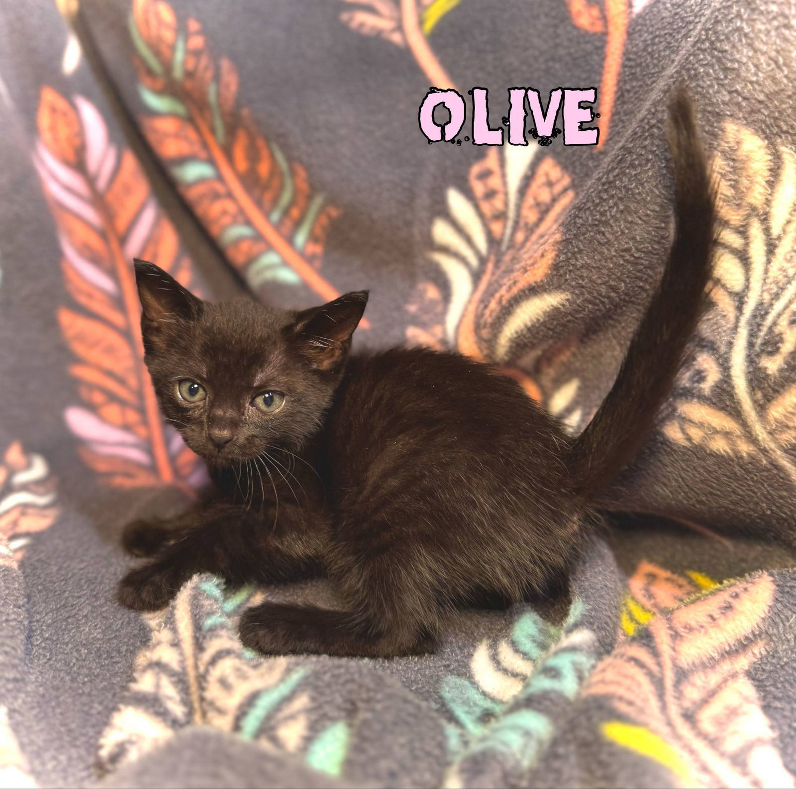 Olive