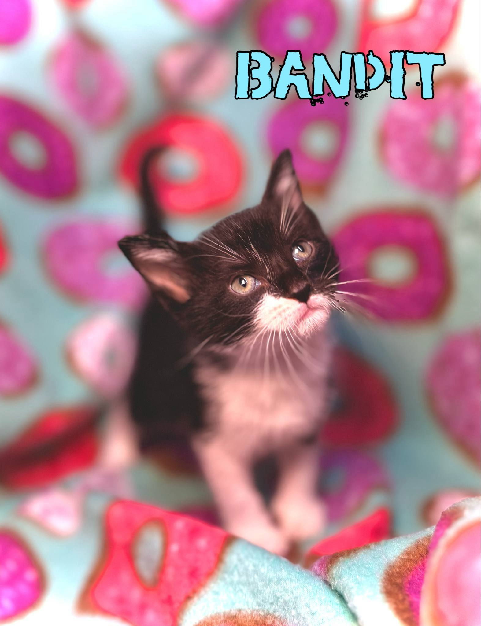 Bandit