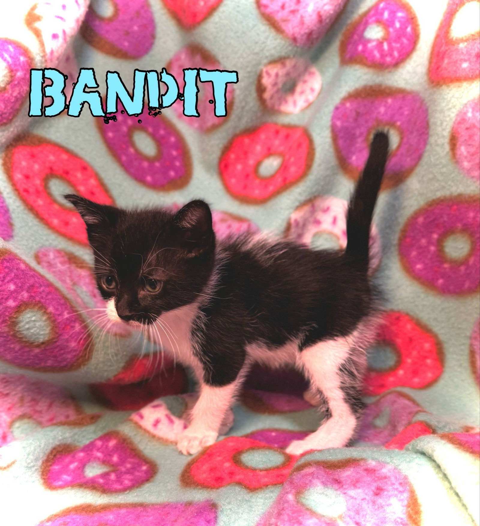 Bandit