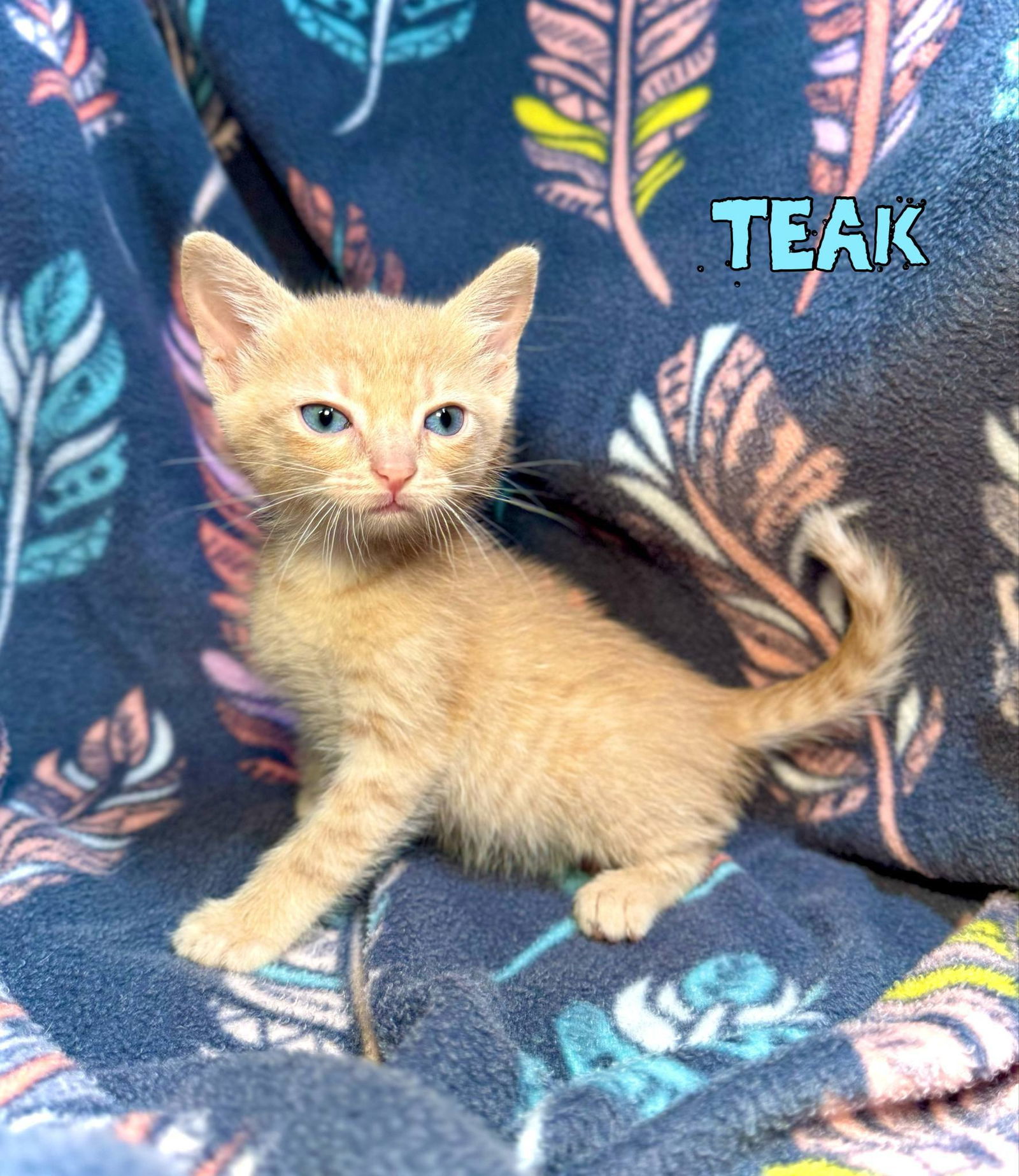Teak
