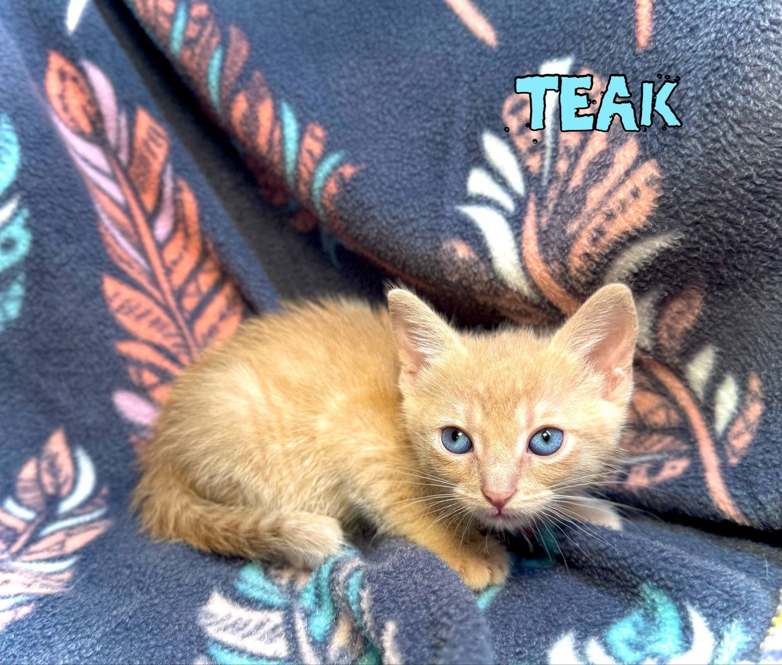 Teak