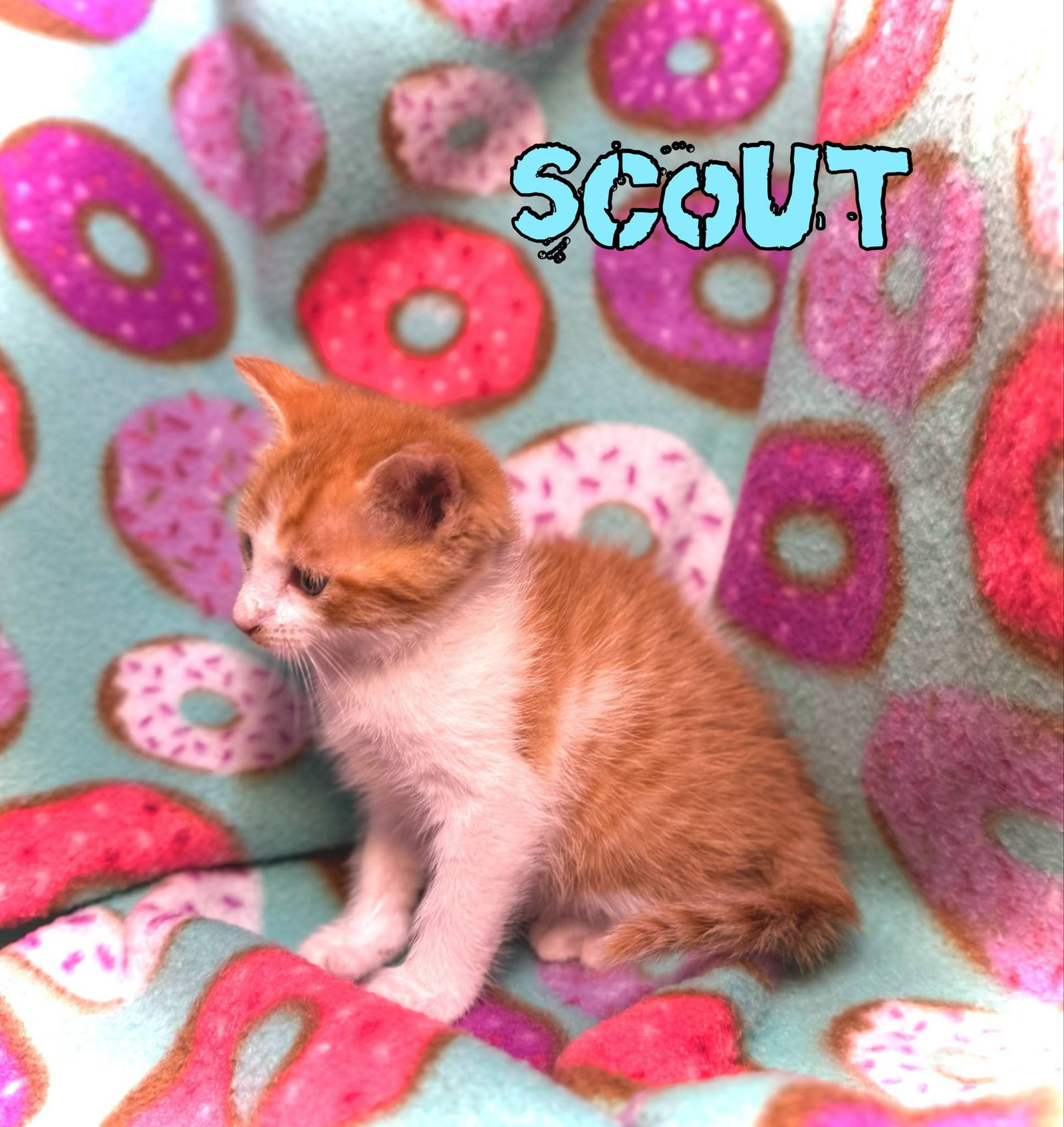 Scout