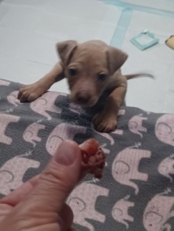Nala