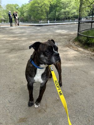 Brazos - 5 yrs 27lbs Boston Terrier Mix Neutered This dog is eligible to join our foster-to-adopt