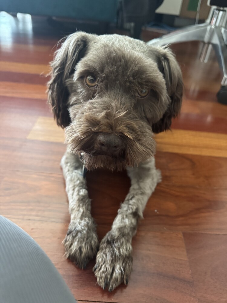 Brownie