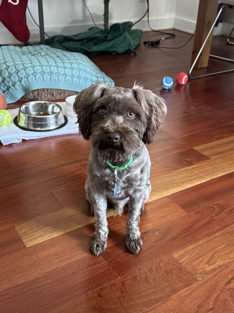 Brownie