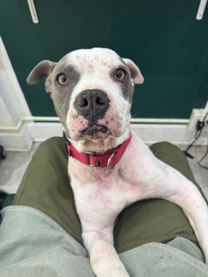 Tink - 5 years 34lbs Pocket Pit Spayed This dog is eligible to join our foster-to-adopt program 