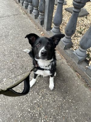 Ludacris - 7 months  33lb as of 31 BC Mix Neutered Expected Full Grown Size About 45lbs This p