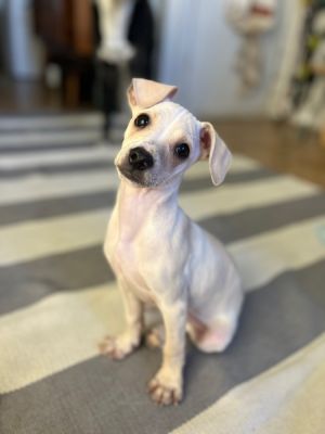 Freckles - 11 wks 4 lbs Chi Mix Neutered Estimated between 15 to 20 full grown This is eligible t