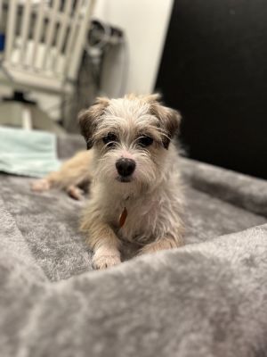 Denver - 1 yr 11 lbs Terrier Mix Neutered This is eligible to join our foster-to-adopt program P
