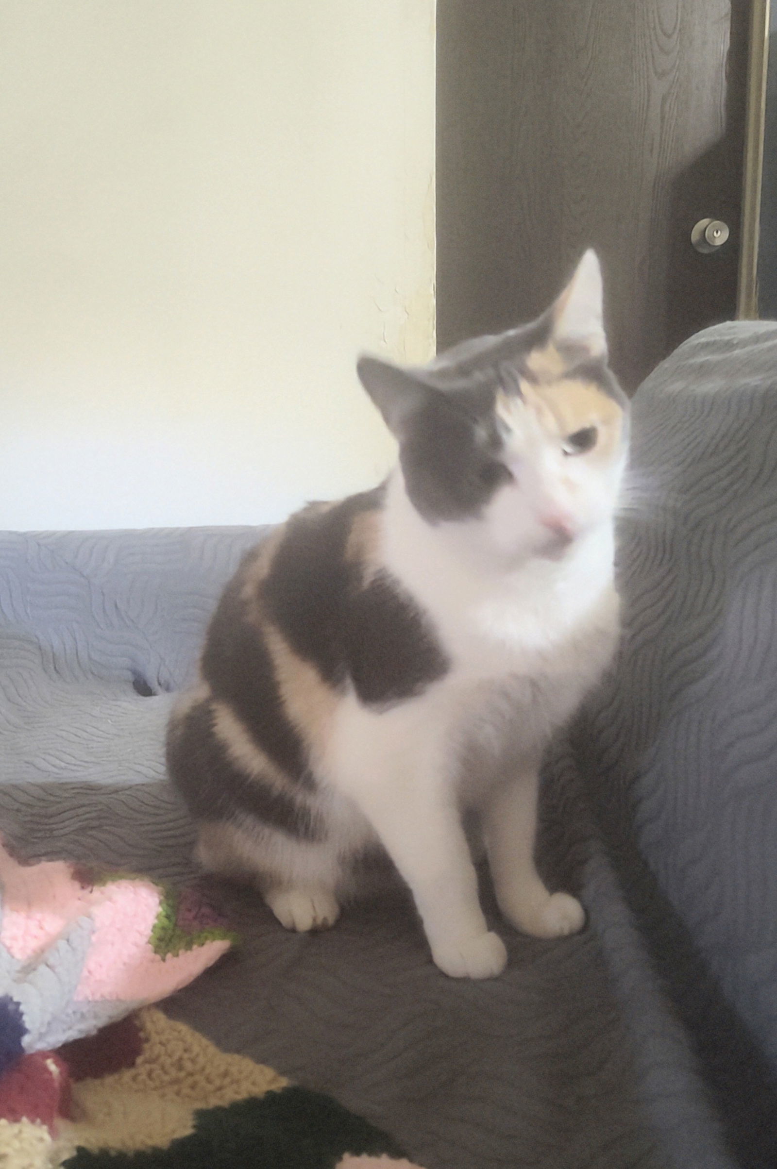 Calli