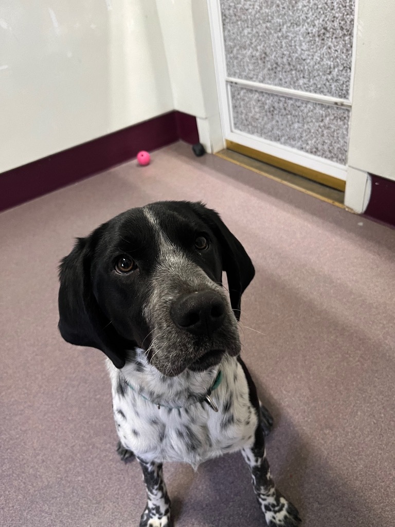 Gus, an adoptable Bluetick Coonhound, Australian Cattle Dog / Blue Heeler in Virginia, MN, 55792 | Photo Image 1