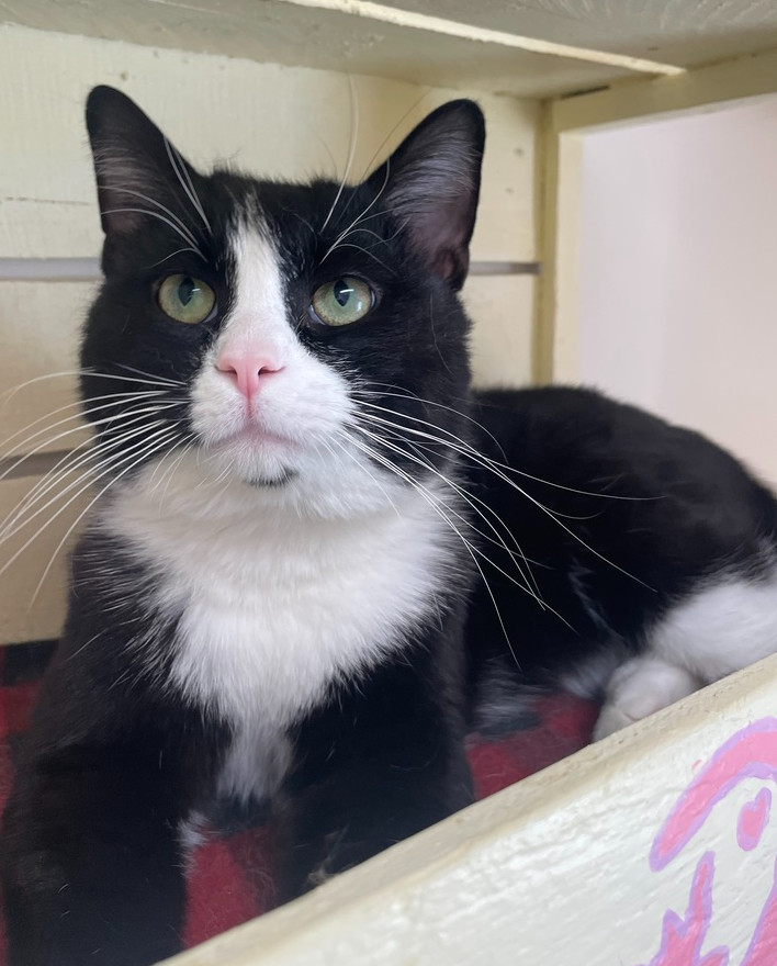 Brando ~ Sponsored Adopt Fee!