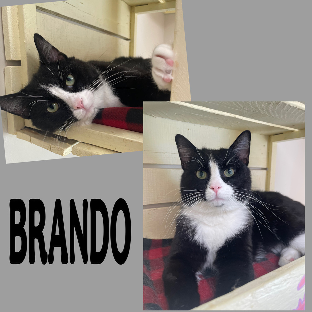 Brando ~ Sponsored Adopt Fee!