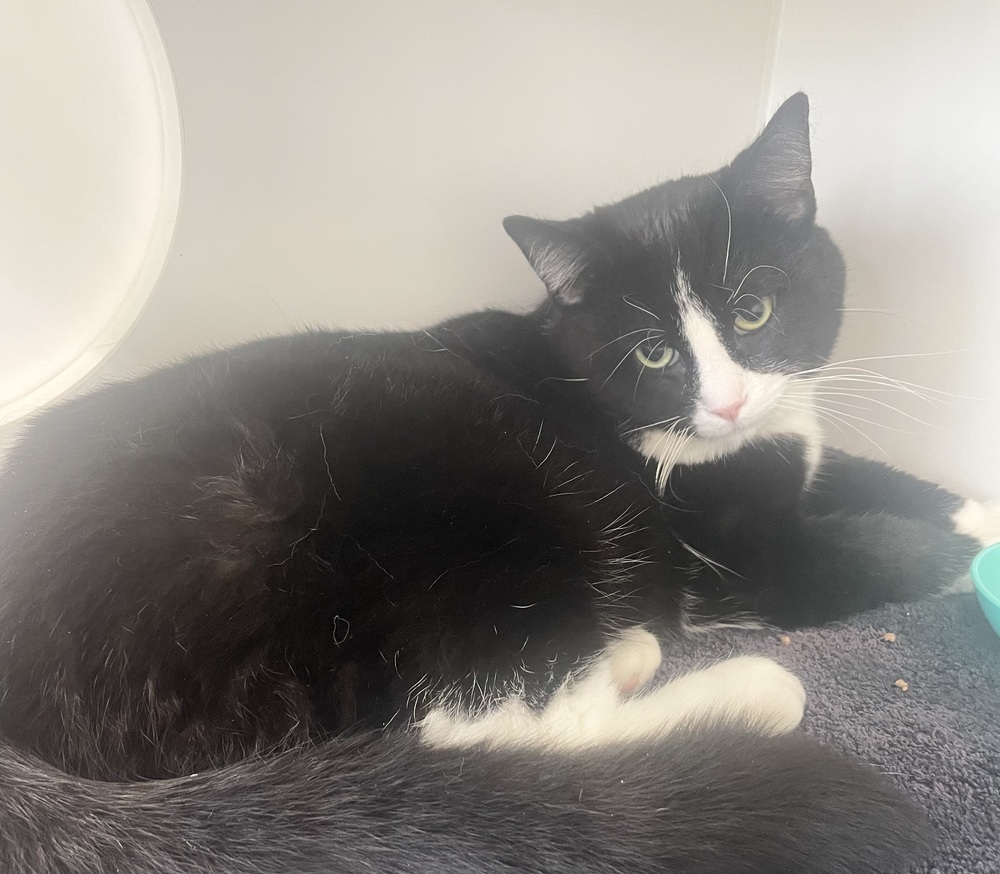 Brando ~ Sponsored Adopt Fee!