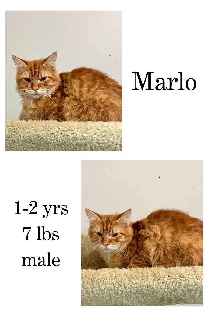 Marlo