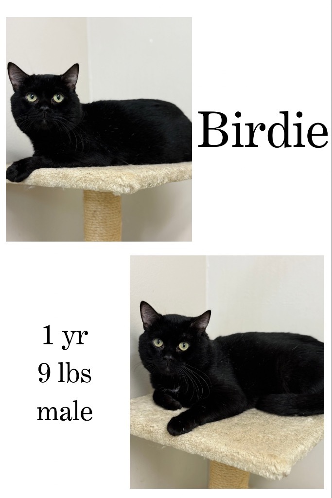 Birdie