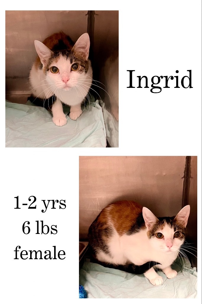 Ingrid