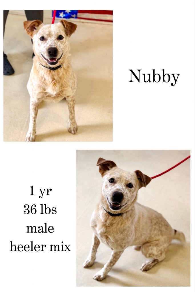Nubby