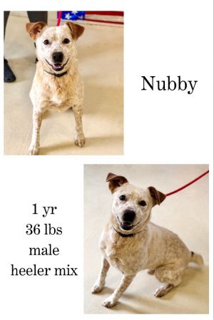 Nubby, Young Male unknown