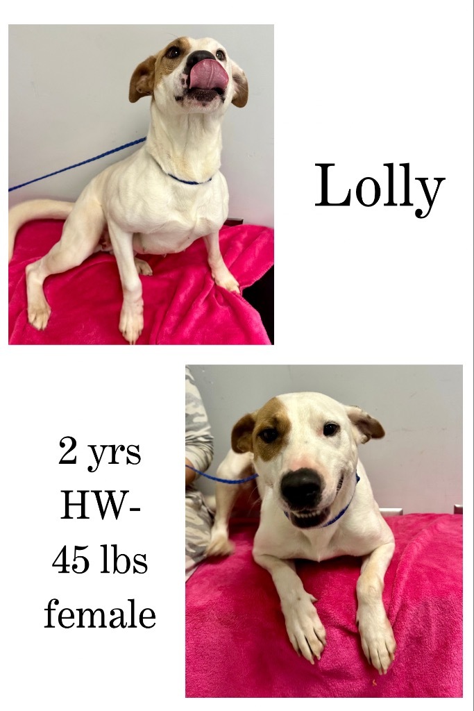 Lolly