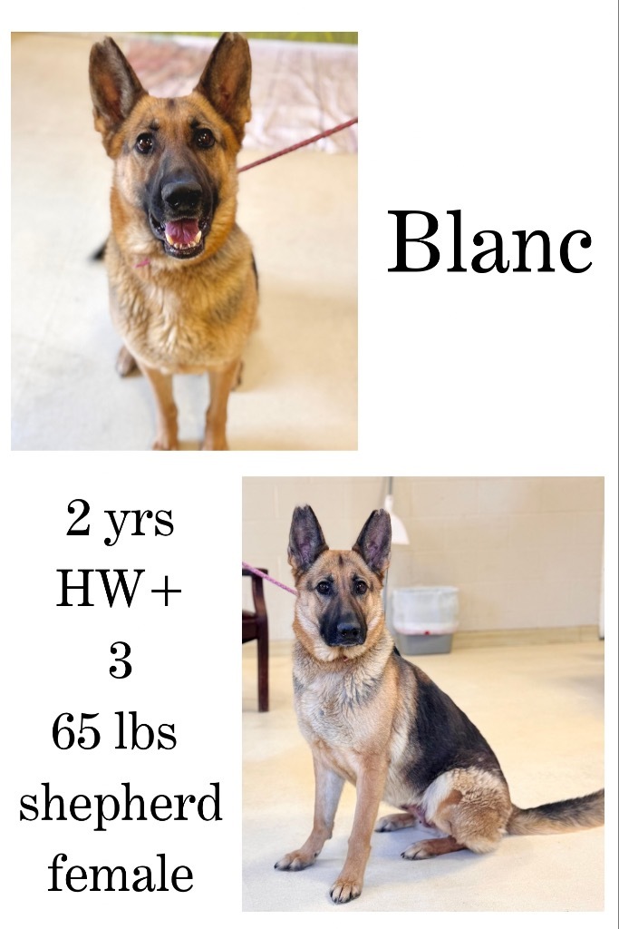Blanc(Bella)