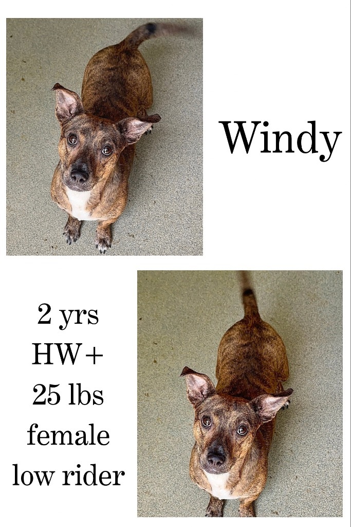 Windy