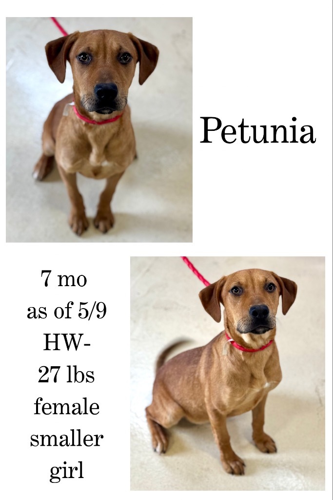 Petunia