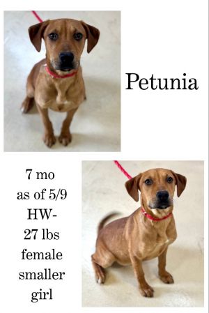 Petunia, Young Female unknown