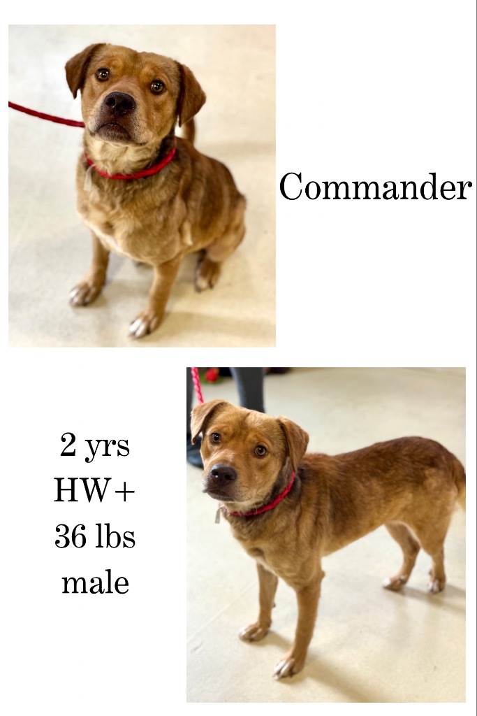 Commander