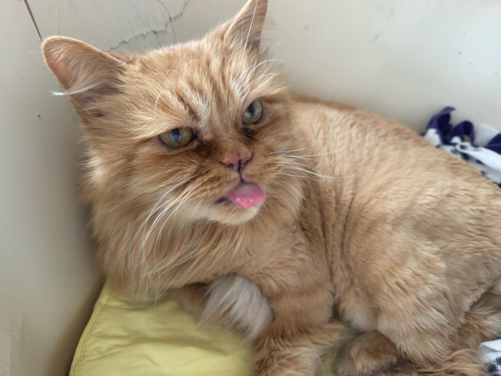 Sir EK Cuddlesworth