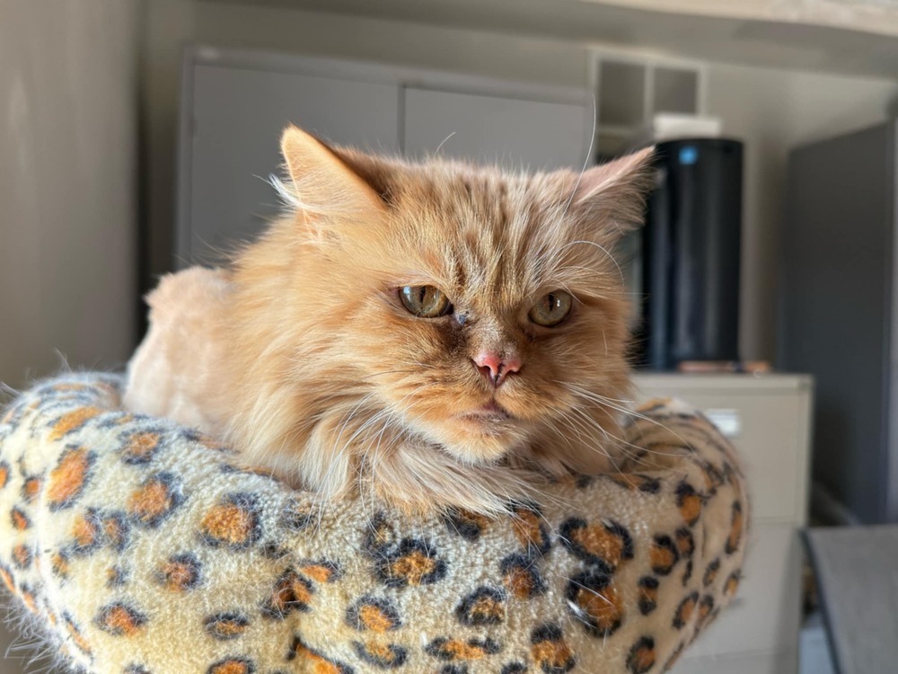 Sir EK Cuddlesworth