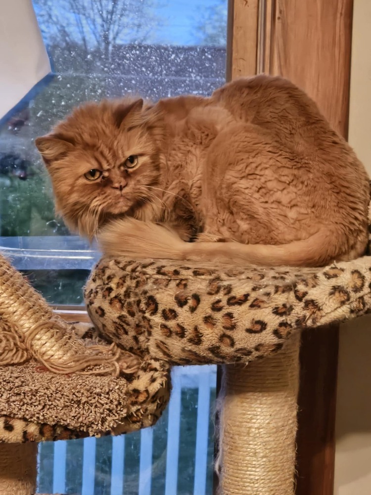 Sir EK Cuddlesworth