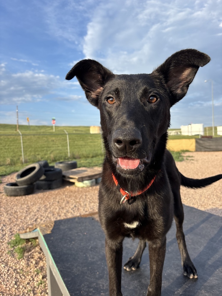 Hansel, an adoptable Shepherd in Rapid City, SD, 57702 | Photo Image 1