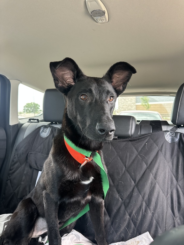 Hansel, an adoptable Shepherd in Rapid City, SD, 57702 | Photo Image 2