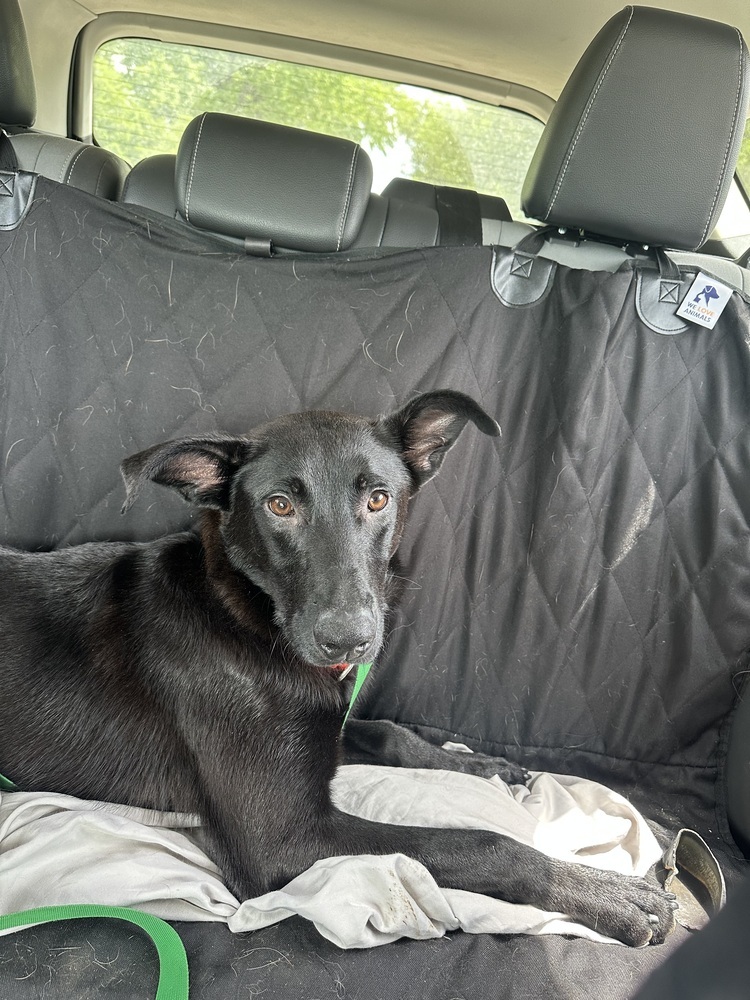 Hansel, an adoptable Shepherd in Rapid City, SD, 57702 | Photo Image 4