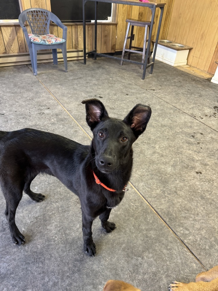 Hansel, an adoptable Shepherd in Rapid City, SD, 57702 | Photo Image 5