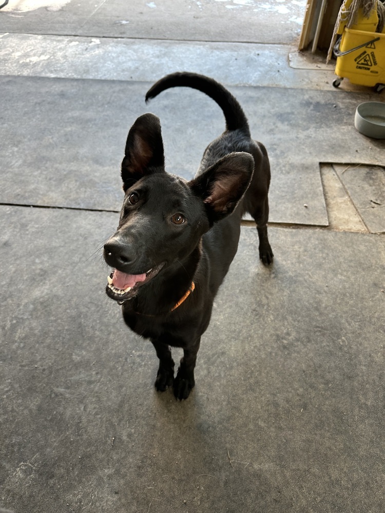 Hansel, an adoptable Shepherd in Rapid City, SD, 57702 | Photo Image 6