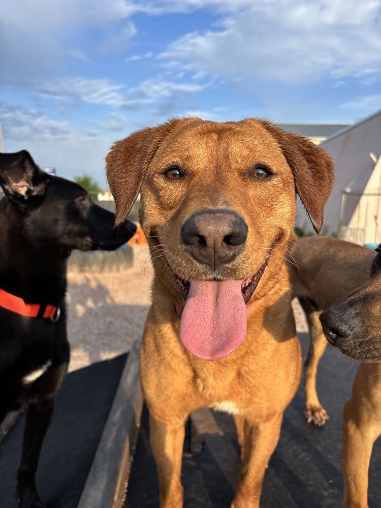 Rory, an adoptable Retriever in Rapid City, SD, 57702 | Photo Image 1