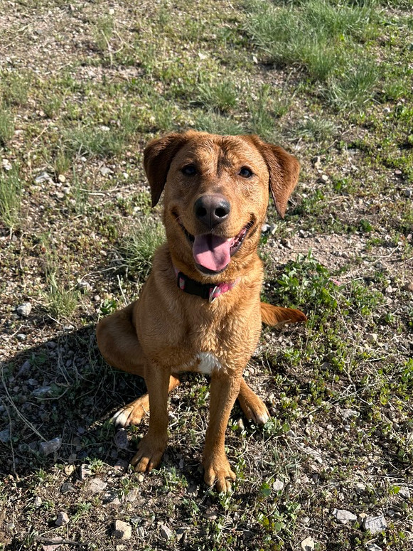 Rory, an adoptable Retriever in Rapid City, SD, 57702 | Photo Image 2