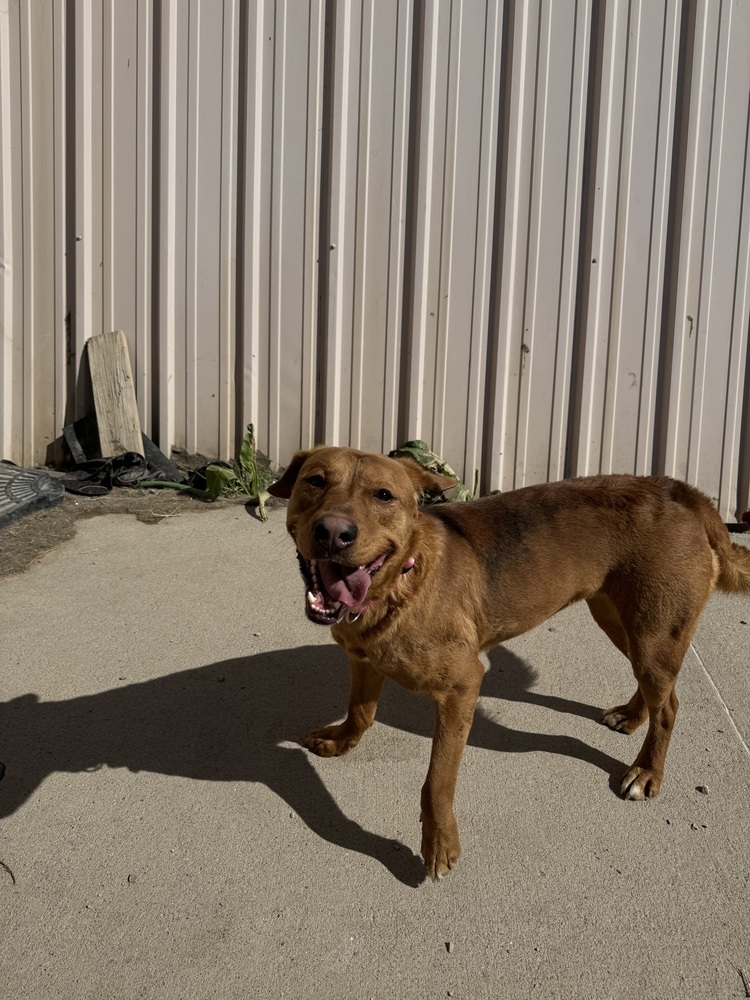 Rory, an adoptable Retriever in Rapid City, SD, 57702 | Photo Image 4