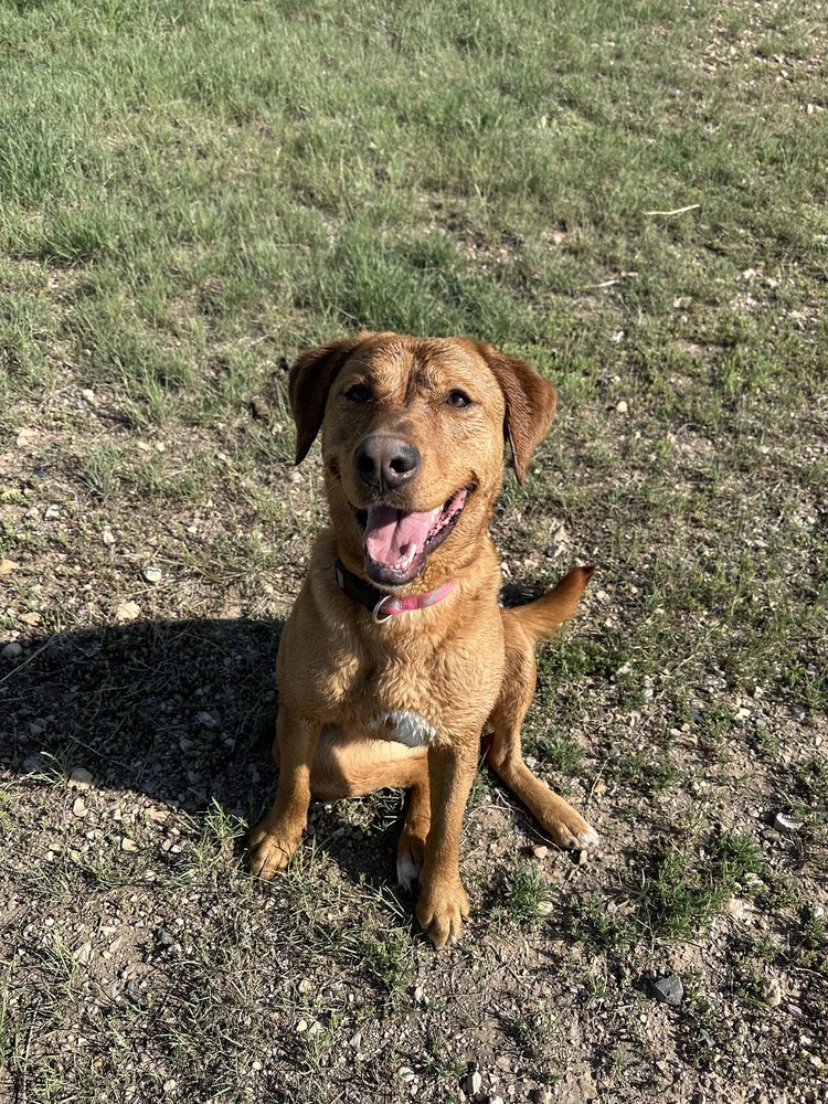 Rory, an adoptable Retriever in Rapid City, SD, 57702 | Photo Image 5