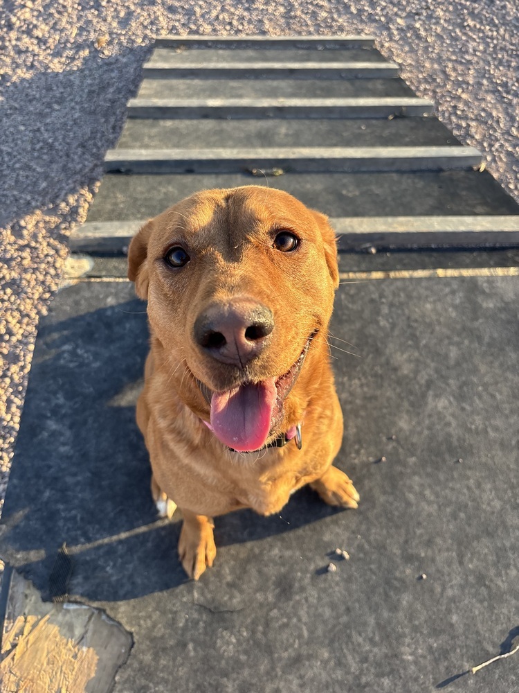 Rory, an adoptable Retriever in Rapid City, SD, 57702 | Photo Image 6