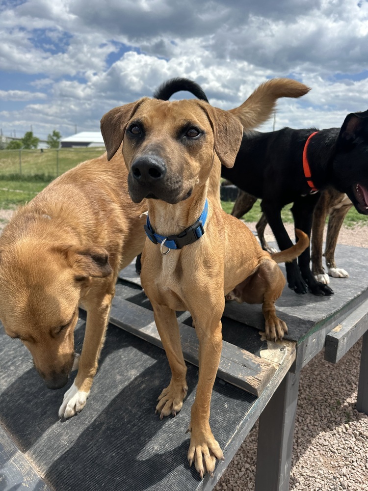 Bart, an adoptable Mixed Breed in Rapid City, SD, 57702 | Photo Image 1