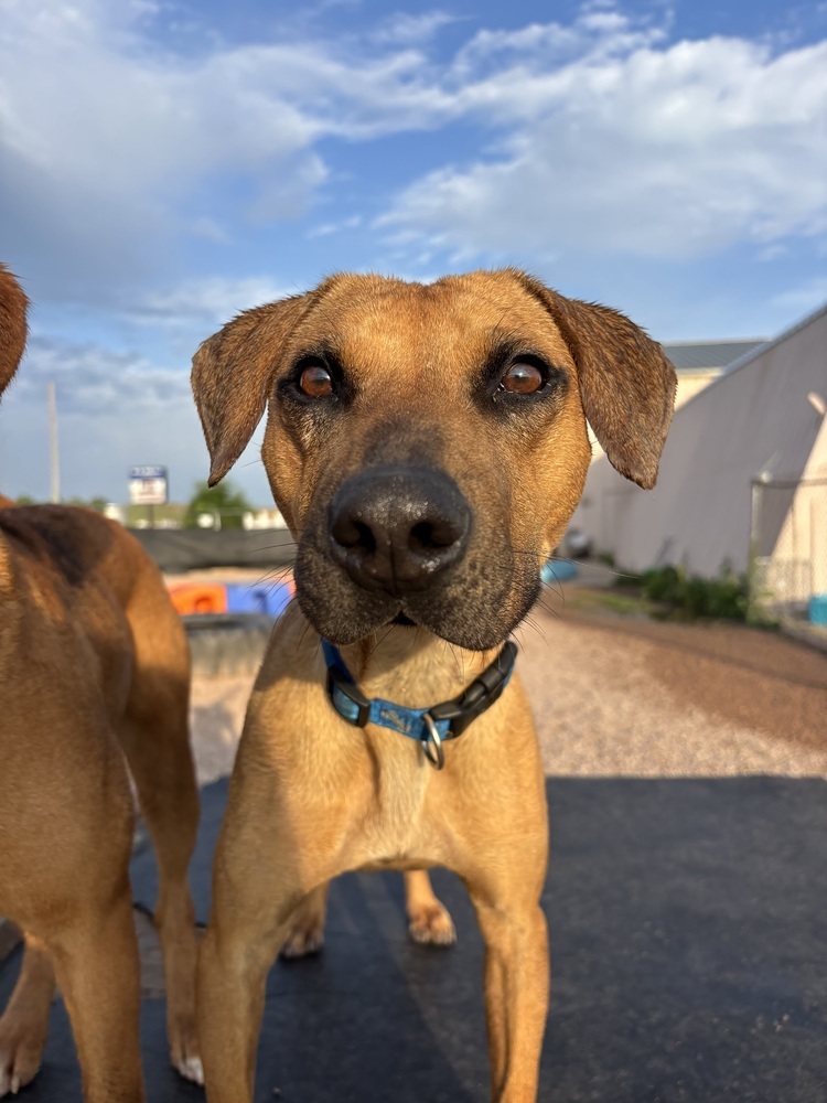 Bart, an adoptable Mixed Breed in Rapid City, SD, 57702 | Photo Image 2