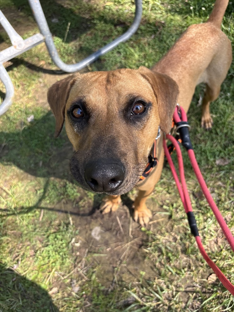 Bart, an adoptable Mixed Breed in Rapid City, SD, 57702 | Photo Image 2