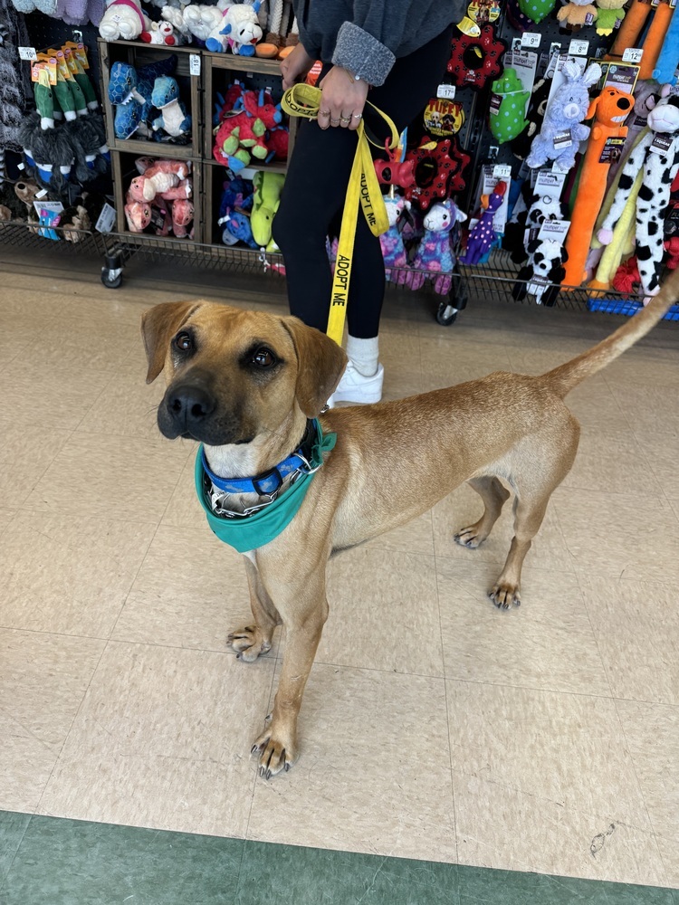 Bart, an adoptable Mixed Breed in Rapid City, SD, 57702 | Photo Image 3