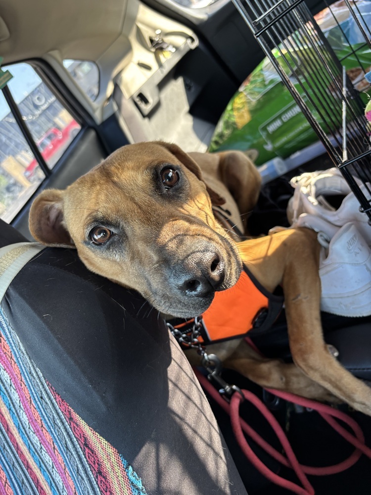 Bart, an adoptable Mixed Breed in Rapid City, SD, 57702 | Photo Image 3